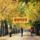 지도 왕벚나무길 이미지