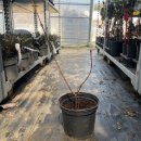 와인적색 이미지