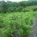 블루베리, 하늘콩 등 제 농장에서 키우는 것들입니다. 이미지