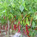 경북농업기술원 영양고추시험장 이미지