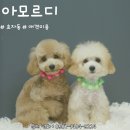 라라펫살롱 이미지