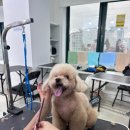 24시애견미용 이미지