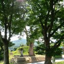 능촌 | [보호수/강원-원주-6] 안창리 능촌 느티나무