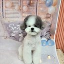 릴리줄리살롱 이미지