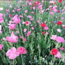 황산문화체육공원 이미지