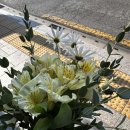 눈썹예쁘니 | 졸업스냅 후기: 춘추사 학위복 대여, 어바웃 알린 메이크업, 성균관 꽃, 고병배 스튜디오