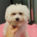 그루밍하우스 이미지