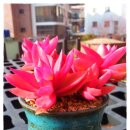 타우르스 이미지