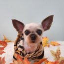 까까오 dog 이미지