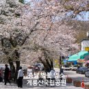 풍경공원 | 충남 벚꽃 명소 계룡산 국립공원, 꽃비 내리던 봄날 풍경 후기