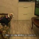 채널독 이미지