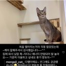 몽실캣 네이버블로그