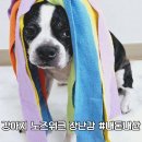강아지 노즈워크 장난감 난이도 조절 가능한 몽이네 축구공