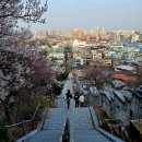 능수초등학교 | 수원 벚꽃, 팔달산 벚꽃, 수원 화성 벚꽃, 화서문 개나리 수원 능수벚꽃 개화상황