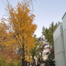 안중근공원 | 남산공원 실시간 단풍 안중근의사기념관 백범광장의 가을 아침, 남산타워주차 정보