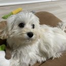 언커먼독 이미지