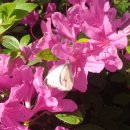 삼화초등학교 병설유치원 이미지