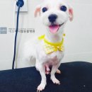 네오 동물병원 이미지