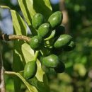 일랑일랑 이미지