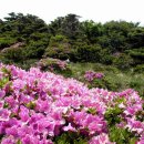 5월30-31(토,일)제주 한라산 철쭉꽃축제산행신청 이미지