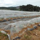 부강농장 이미지