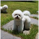 미니퍼피 이미지