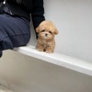 퍼피몽(애견분양) 이미지