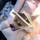 숯불에 구운 닭갈비 이미지