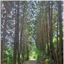 천대국치길 | 자연 속에서 만끽하는 힐링 캠핑 추천 경남캠핑장 통영편백숲길캠핑장