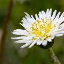 지리산민들레 이미지