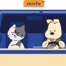 멍타냥 강남 네이버블로그