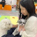 하이멍그라미 네이버블로그