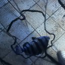 아싸실내낚시터 | 이색데이트 추천 미아 해신 바다낚시터 후기, 랍스터 방어 직접 잡아 먹기