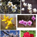 5/23 주일 - 당신이 꽃이어서 봄이 옵니다. (룻기 4:9-13) 이미지