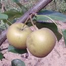 똘배농장 이미지