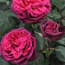 Dark Desire(어두운욕망)= 그래핀 디아나 이미지