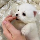 아띠퍼피 이미지