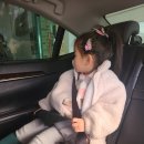 버디바 | 부스터 카시트 설치 ISOFIX 이렇게 쉬웠나? 순성 버디프로 후기