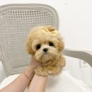 앨리스코리아켄넬 이미지