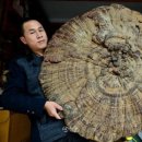 심봤다" 지름 107cm '대형 자연산 영지버섯' 발견 이미지