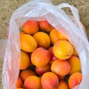 싱싱마트 이미지