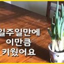 집에서 대파 키우기 물주기 흙대파 실온 보관법 파테크 대파 수경재배 이미지