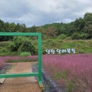 양평양떼목장 이미지