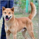 까치말진돗개농장 이미지