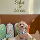 쿨 애견미용 | 운양동애견미용 | 스트레스 없는 편안한 반려견 미용실 살롱드도만