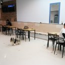 왈왈이애견카페웨스턴돔점 이미지