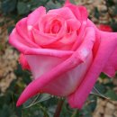 사랑합니다 LOVE 이미지