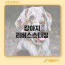 도원동물병원 네이버블로그