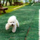 드린겐 애견테마파크 이미지