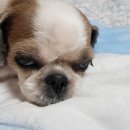 쫑이네 이미지
